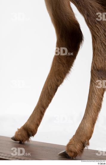 Leg Deer Animal photo references