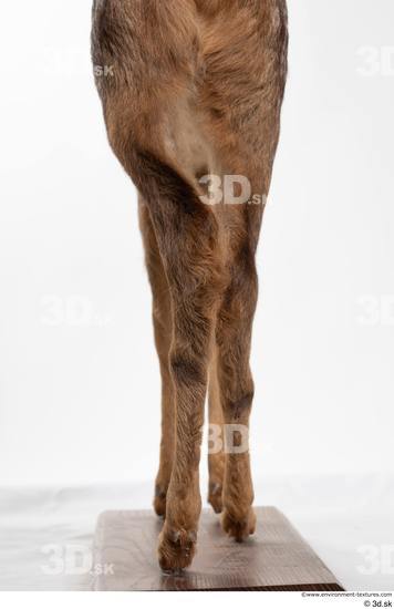 Leg Deer Animal photo references