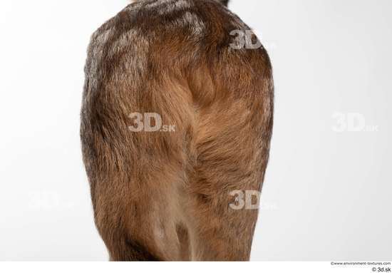 Tail Deer Animal photo references