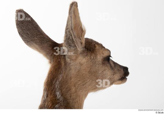 Head Deer Animal photo references