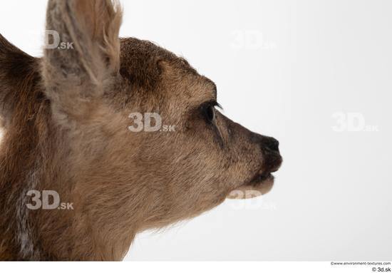 Mouth Nose Deer Animal photo references