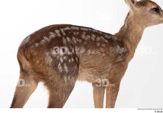 Back Deer Animal photo references