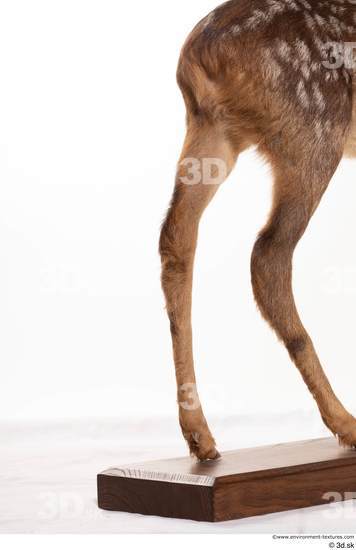 Leg Deer Animal photo references