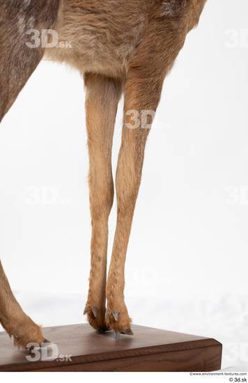 Leg Deer Animal photo references