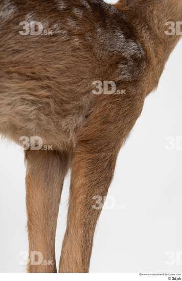 Leg Deer Animal photo references