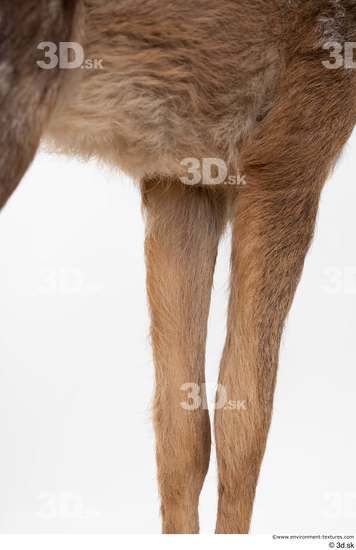 Leg Deer Animal photo references