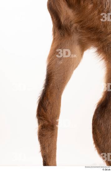 Leg Deer Animal photo references