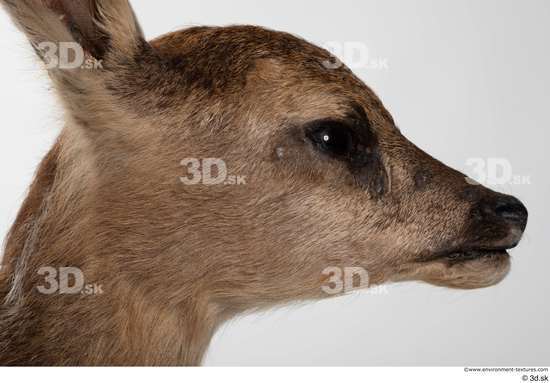 Head Deer Animal photo references