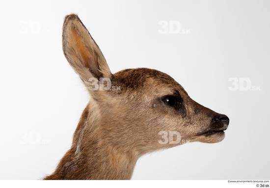 Head Deer Animal photo references