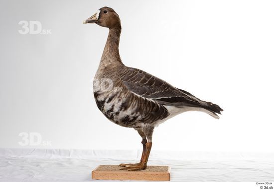 Whole Body Goose Bird Animal photo references