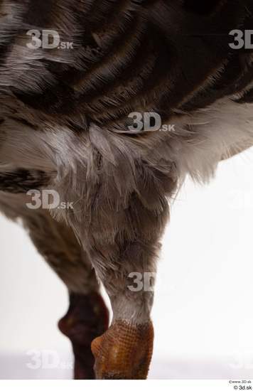 Leg Goose Bird Animal photo references