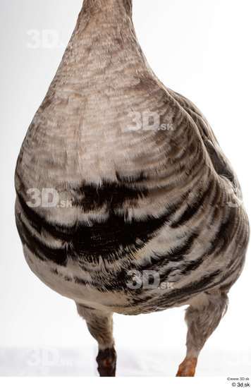 Chest Goose Bird Animal photo references