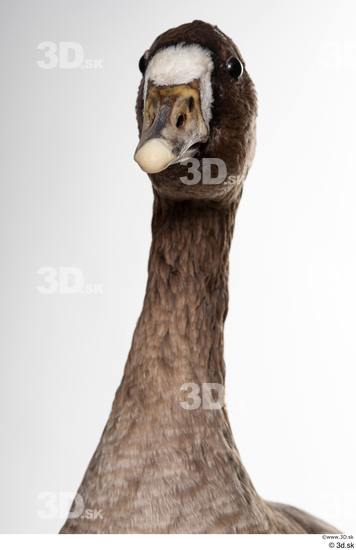 Neck Head Goose Bird Animal photo references