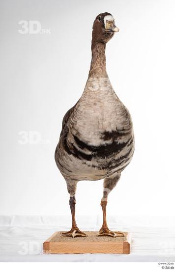 Whole Body Goose Bird Animal photo references