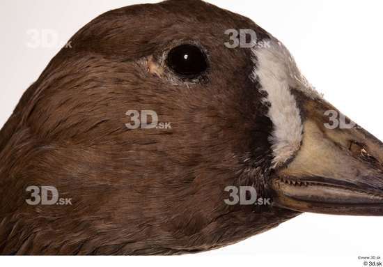 Eye Goose Bird Animal photo references