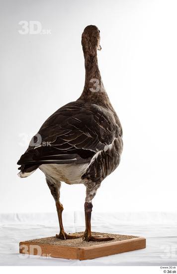 Whole Body Goose Bird Animal photo references