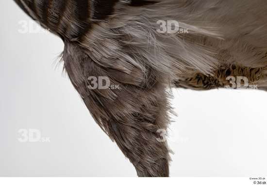 Leg Goose Bird Animal photo references