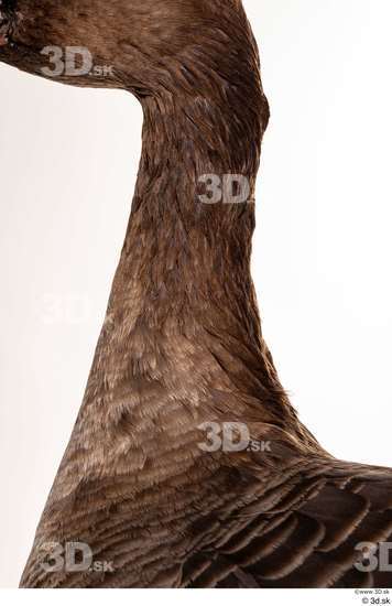 Neck Goose Bird Animal photo references