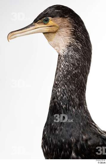 Neck Head Bird Animal photo references