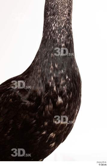 Neck Chest Bird Animal photo references