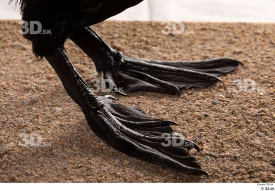 Foot Bird Animal photo references