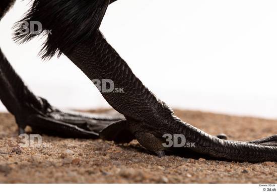 Foot Bird Animal photo references