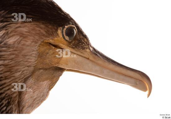 Head Bird Animal photo references