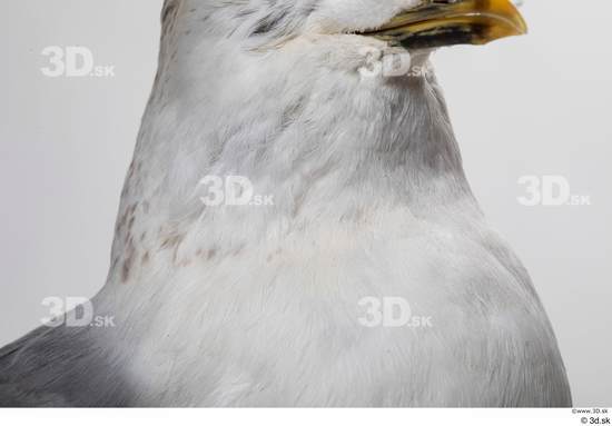 Neck Bird Animal photo references