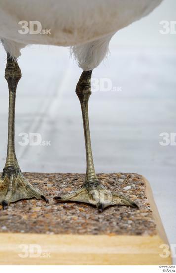 Leg Bird Animal photo references