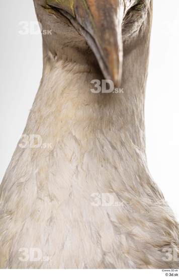 Neck Bird Animal photo references