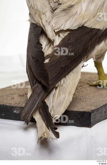 Tail Bird Animal photo references