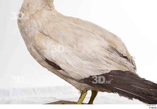 Back Bird Animal photo references