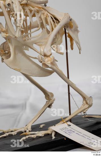 Skeleton Bird Animal photo references