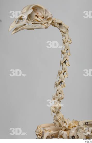 Skeleton Bird Animal photo references