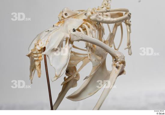 Skeleton Bird Animal photo references