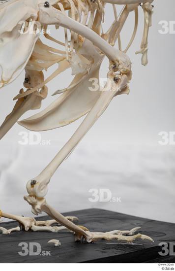 Skeleton Bird Animal photo references