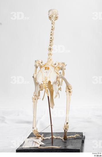 Skeleton Bird Animal photo references