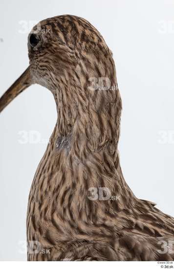 Neck Head Bird Animal photo references