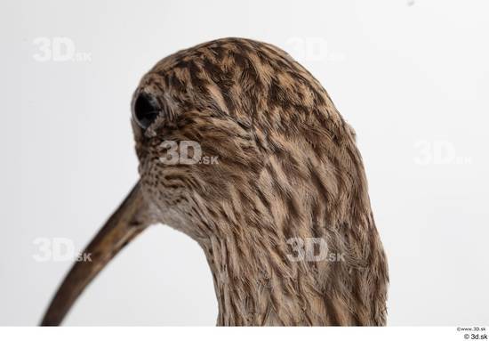 Head Bird Animal photo references