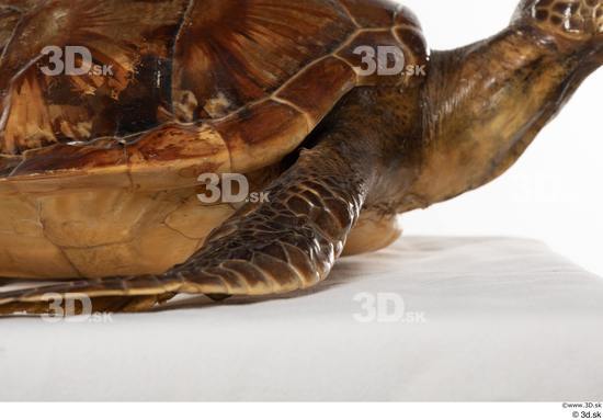 Leg Turtles Animal photo references