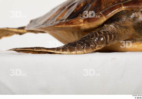 Leg Turtles Animal photo references