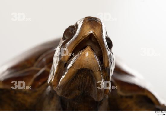 Mouth Turtles Animal photo references