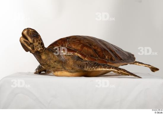 Whole Body Turtles Animal photo references