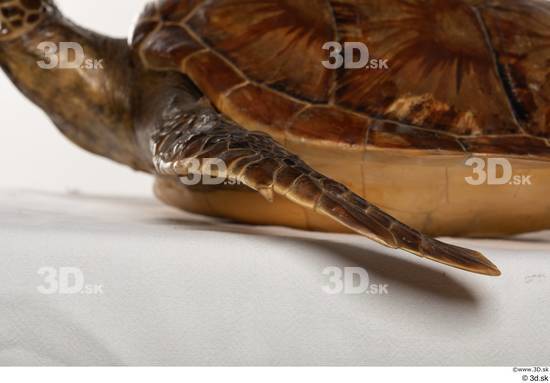 Leg Turtles Animal photo references