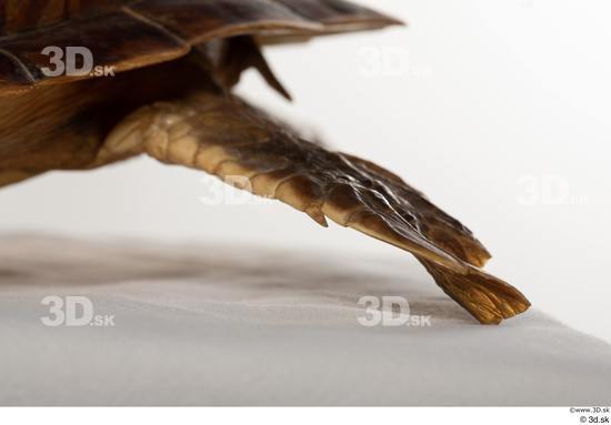 Leg Turtles Animal photo references