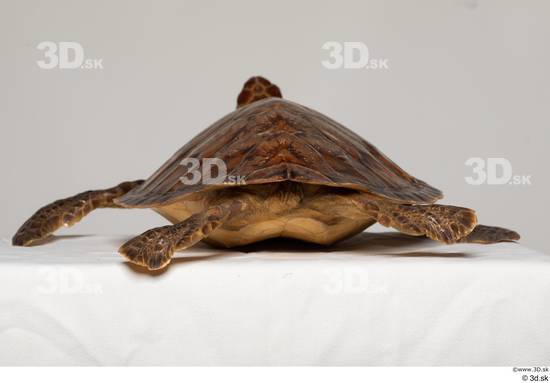 Whole Body Turtles Animal photo references