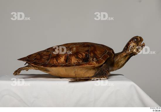 Whole Body Turtles Animal photo references