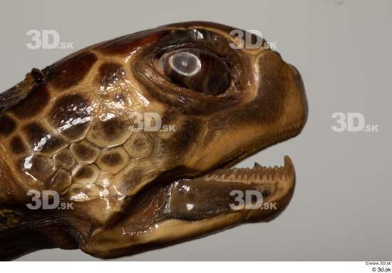 Eye Mouth Turtles Animal photo references