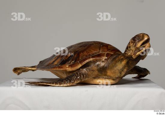 Whole Body Turtles Animal photo references