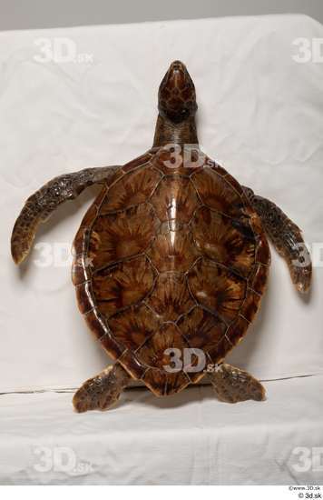 Whole Body Turtles Animal photo references